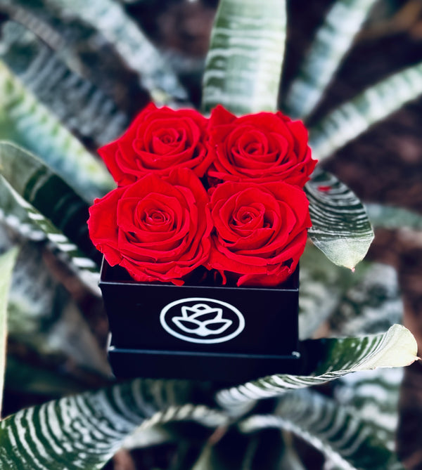 XS Black Square Box - Preserved Roses