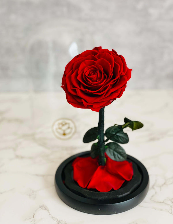 Beauty & The Beast Red Preserved Rose