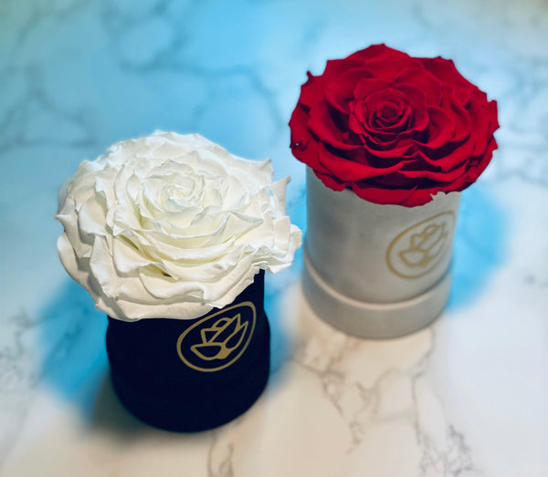 Single Suede Jumbo Rose Box - Preserved Rose - Flor De Lux